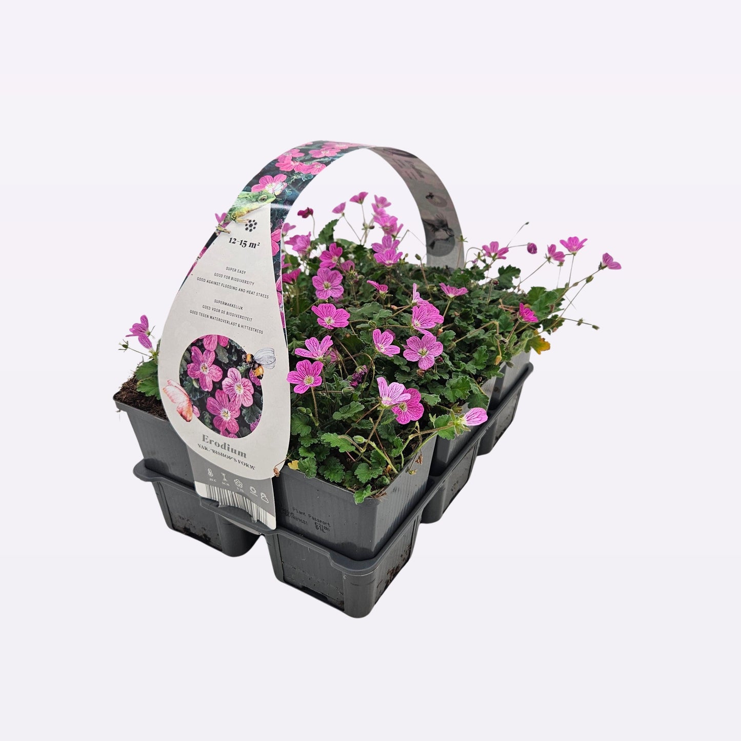 Erodium var. Bishop Form 5cm 9cm Pot