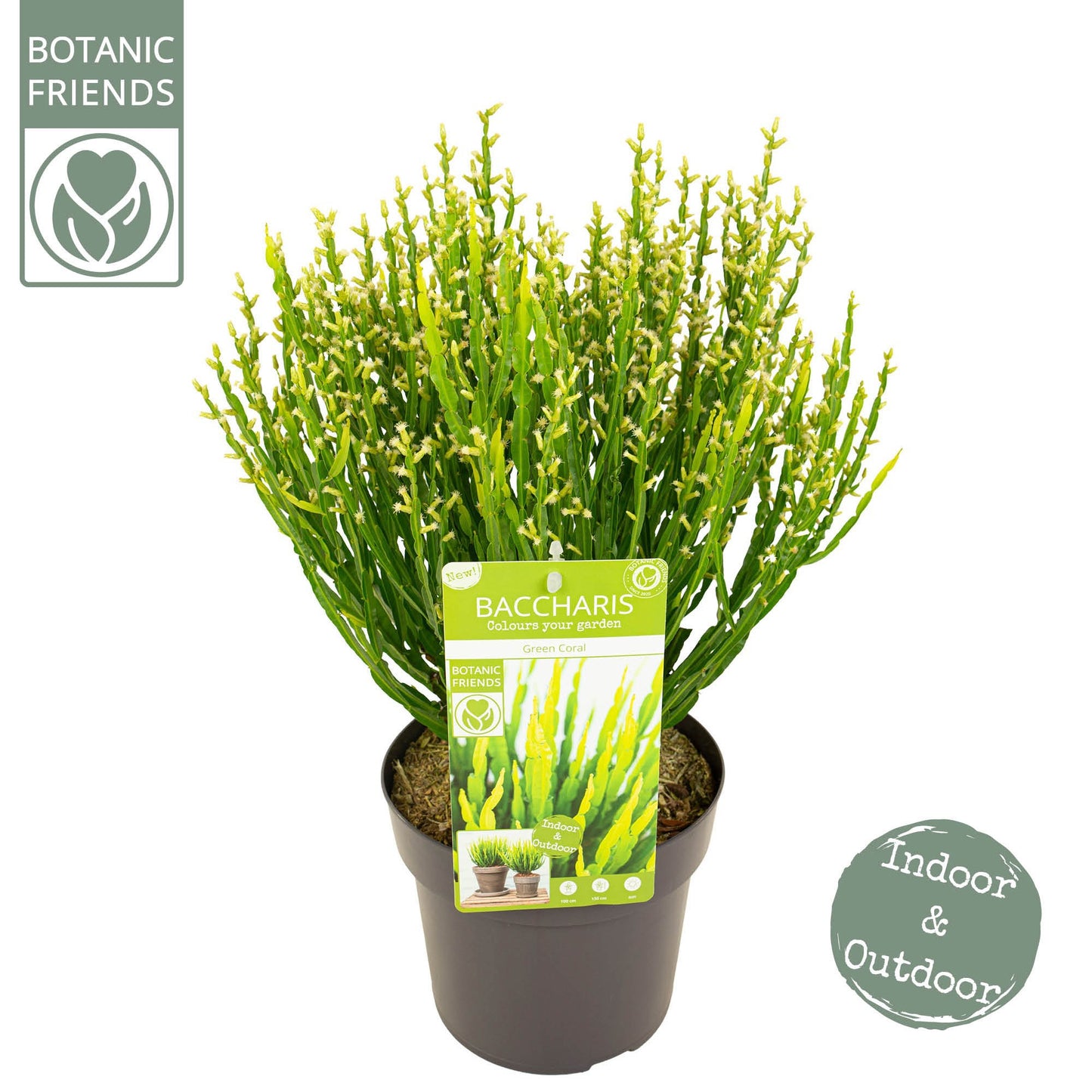 Shrubs mix 50cm 19cm Pot