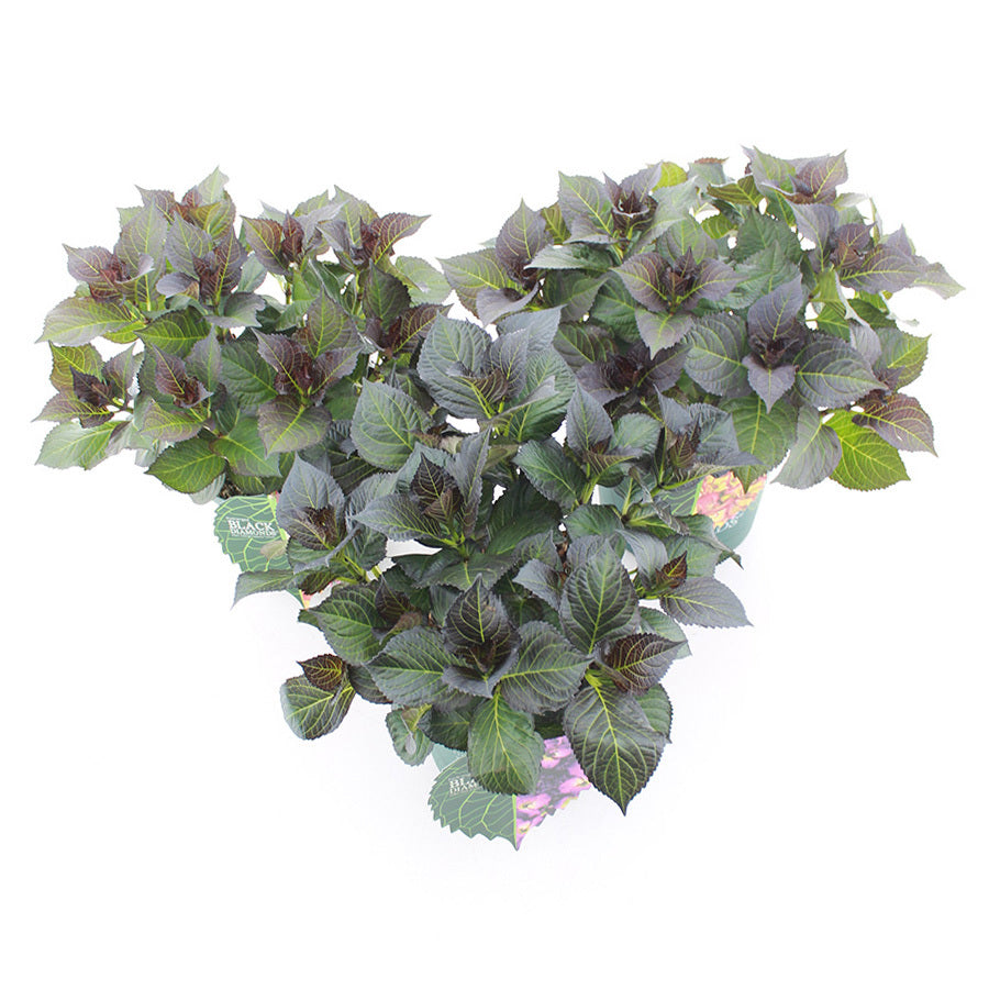 Hydrangea macr. Black Diamonds mix 45cm 23cm Pot