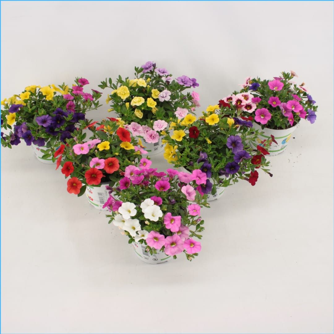 Calibrachoa Celebration Trixie 20cm 12cm Pot