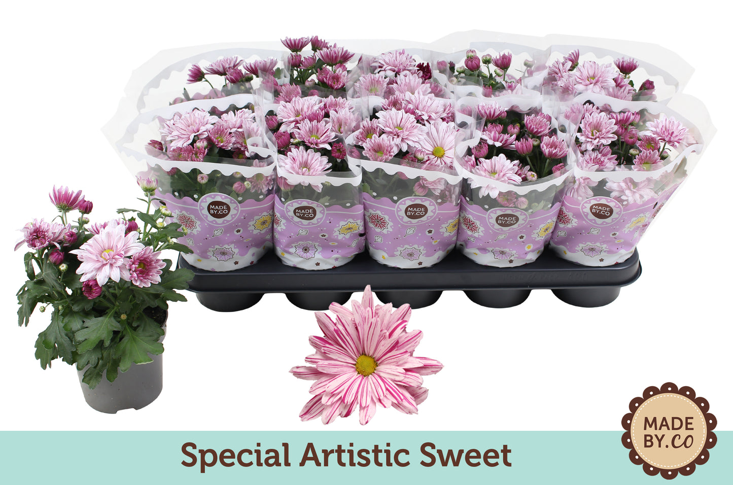 Chrysanthemum Artistic Rosy 25cm 12cm Pot