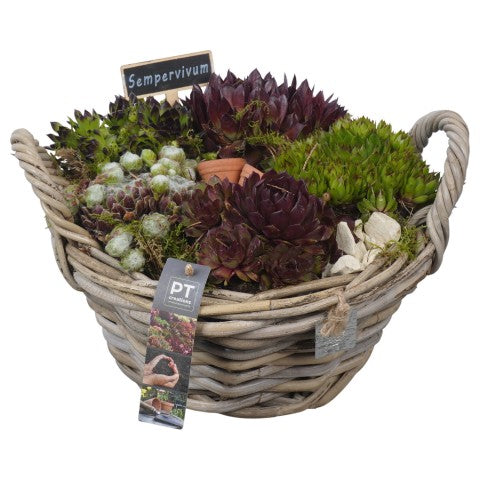 PTS7472 Arrangementen Sempervivum 19cm 28cm Pot