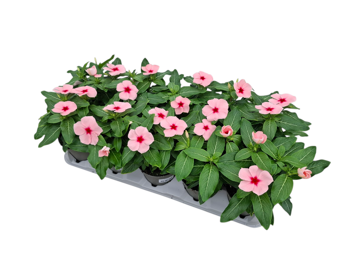 Catharanthus Titan-Ium Apricot 32cm 12cm Pot
