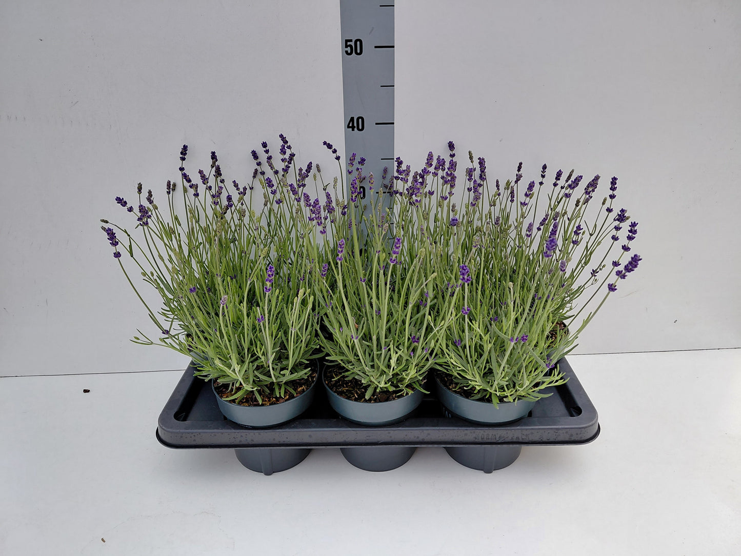 Lavandula Hidcote 20cm 14cm Pot