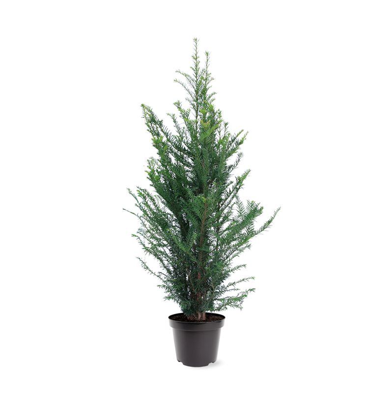Taxus baccata bush 100cm 26cm Pot