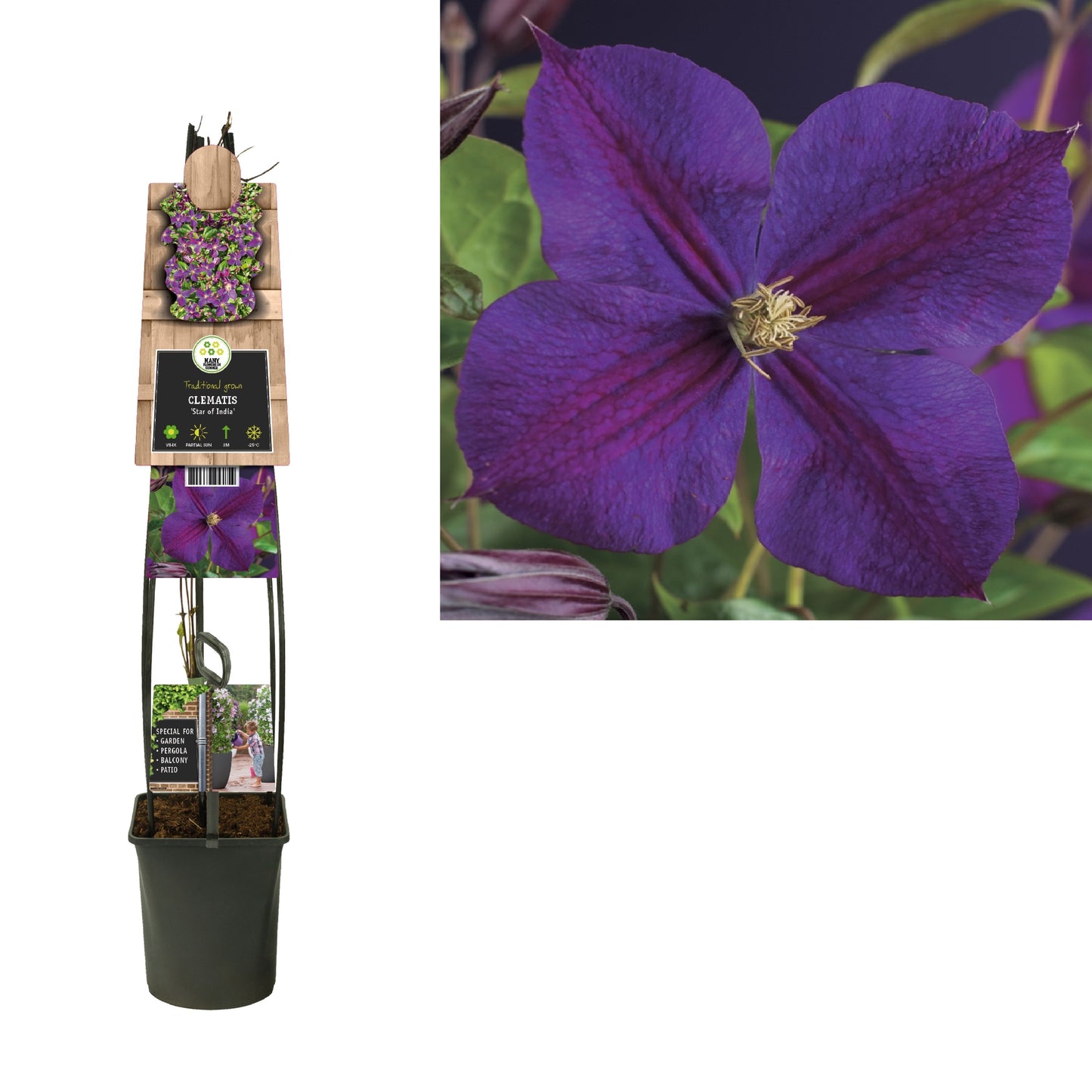 Clematis jac. Star of India 115cm 23cm Pot