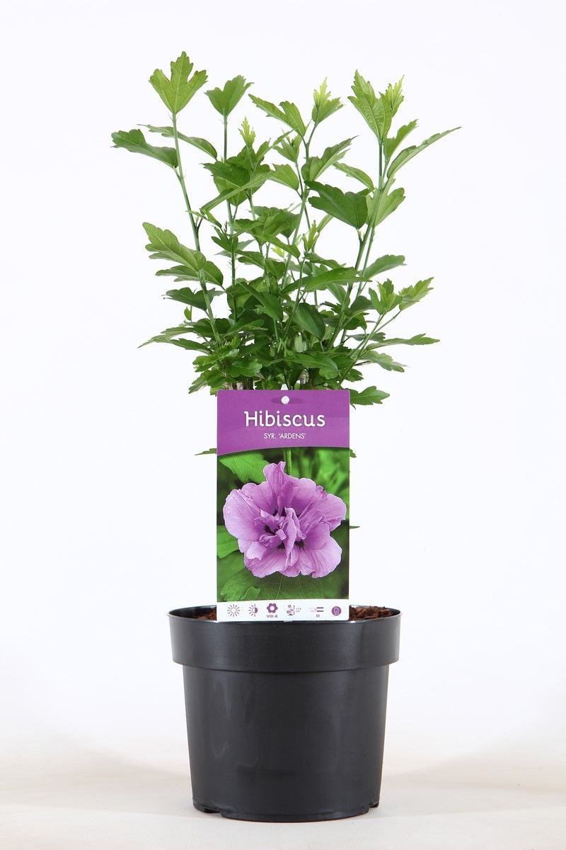 Hibiscus syr. Ardens 55cm 19cm Pot
