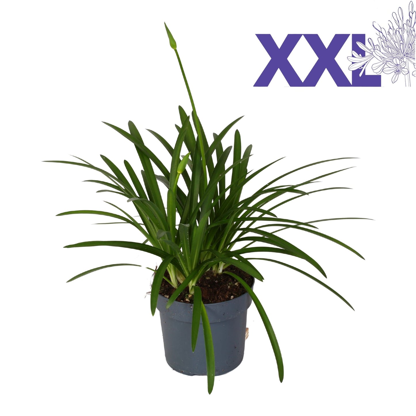 Agapanthus Eydori White 80cm 23cm Pot