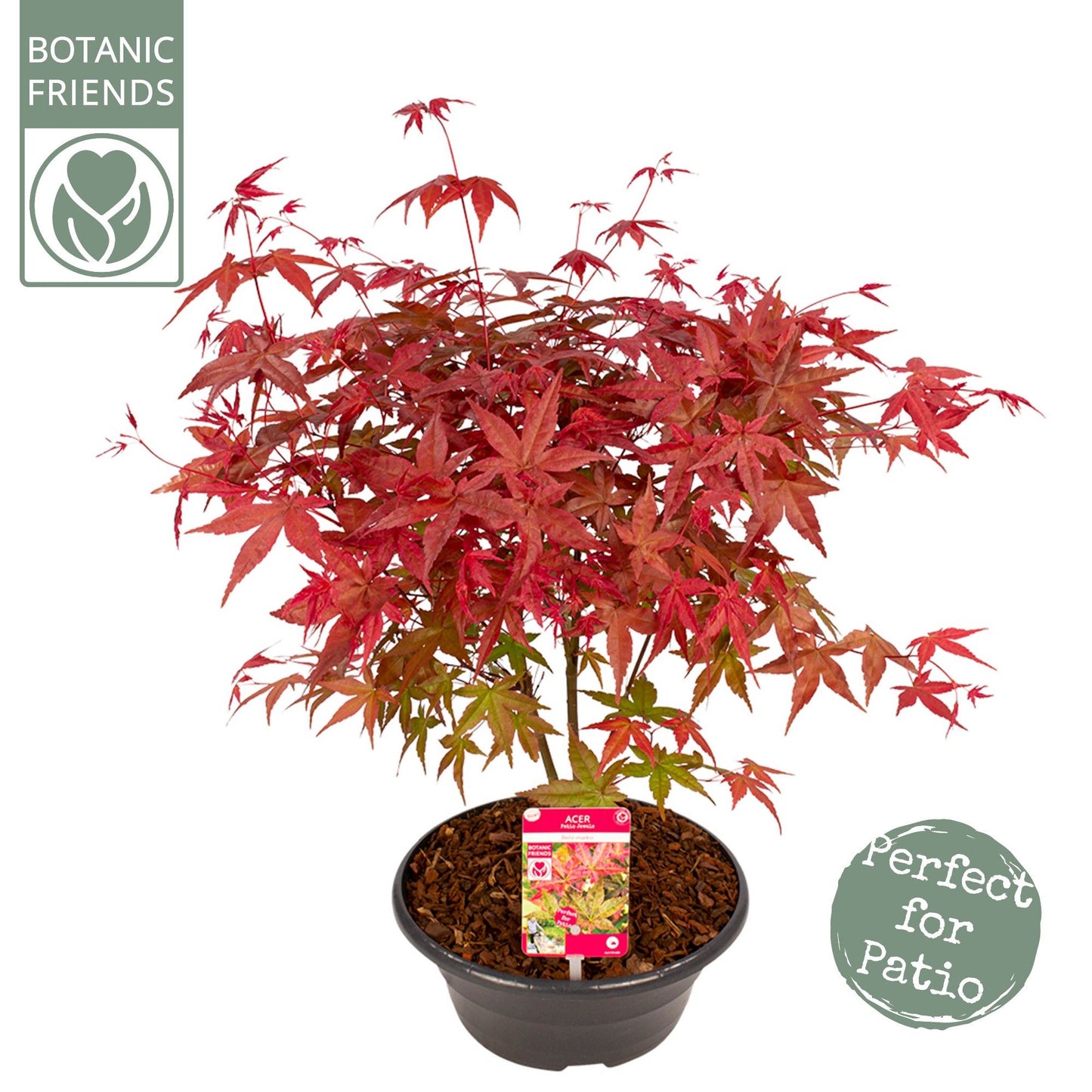 Acer Beni-maiko 50cm 23cm Pot