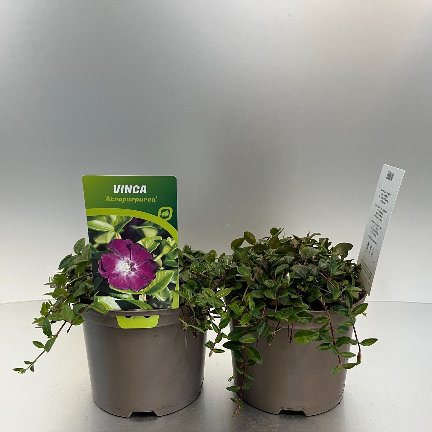Vinca min. Atropurpurea 20cm 17cm Pot