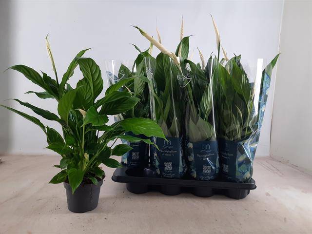 Spathiphyllum Strauss 60cm 13cm Pot