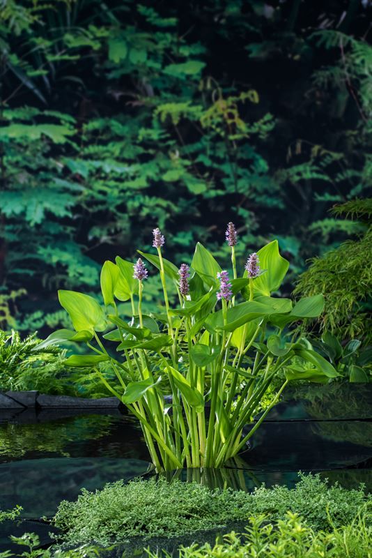 Pontederia cordata pink pons 20cm 9cm Pot