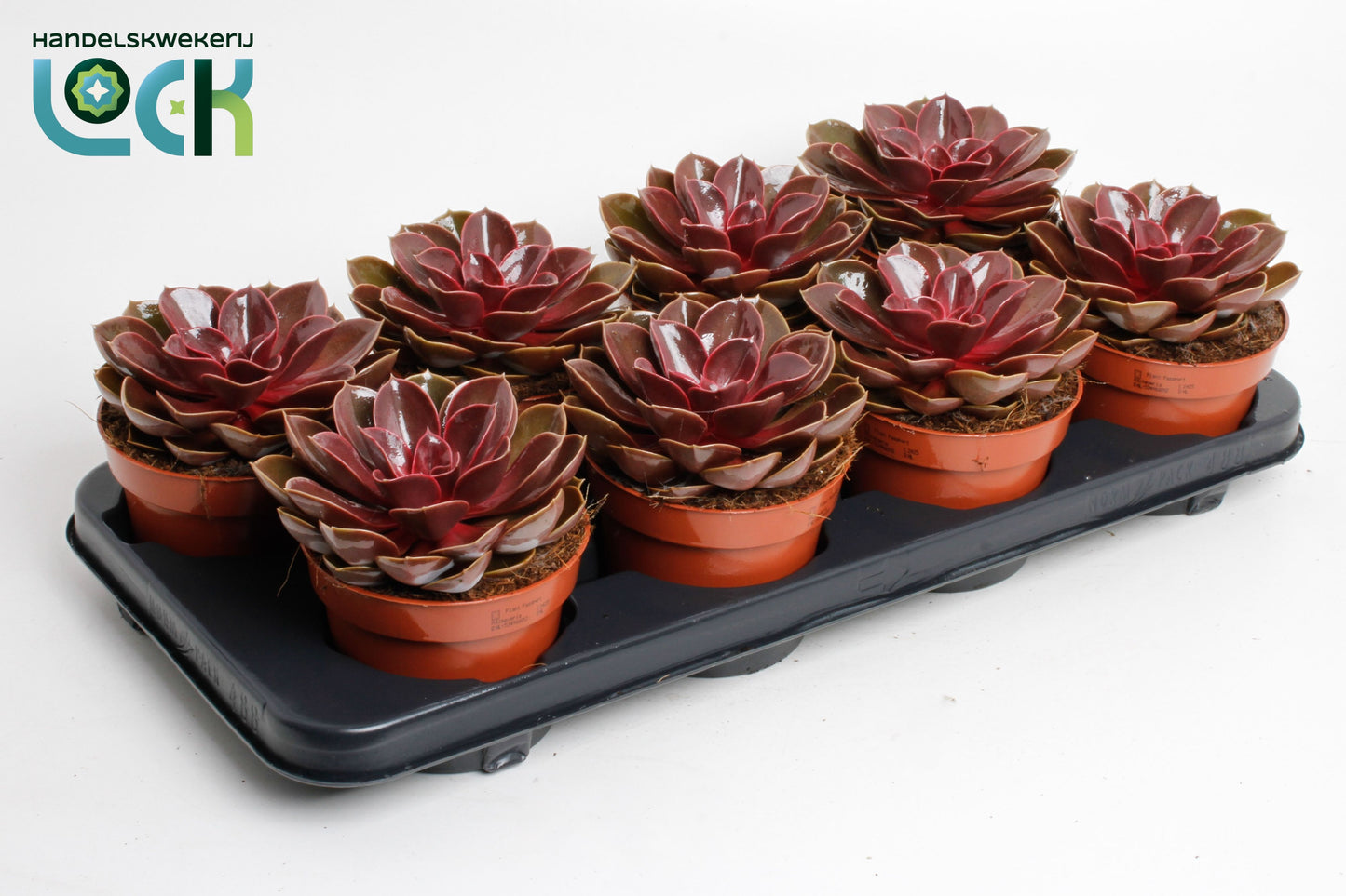 Echeveria Magic Red 20cm 12cm Pot