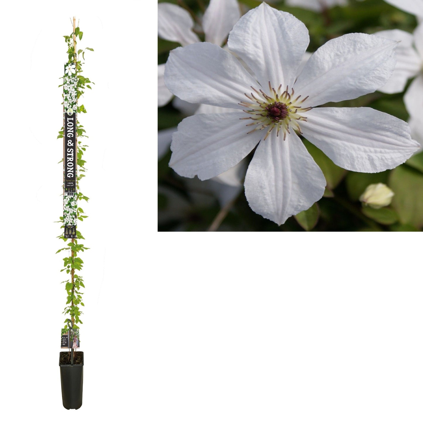 Clematis Forever Friends 210cm 23cm Pot