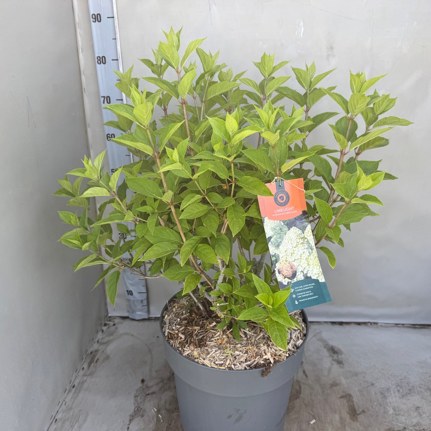 Hydrangea pan. Limelight 60cm 32cm Pot
