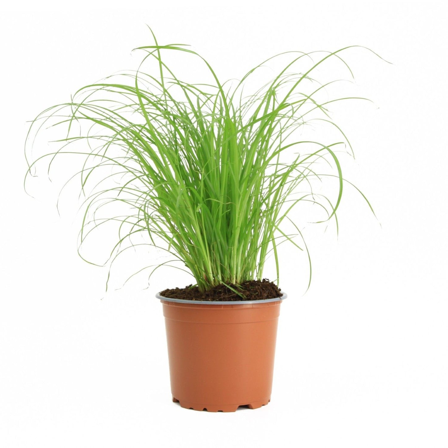 Aquarium plant mix 10cm 9cm Pot