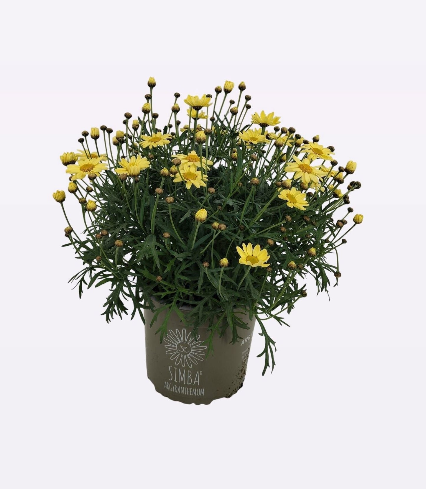 Argyranthemum Simba Yellow 35cm 19cm Pot