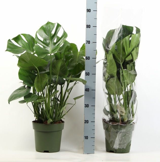 Monstera deliciosa 75cm 21cm Pot