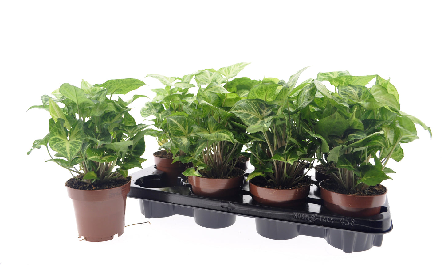 Syngonium Arrow 30cm 12cm Pot