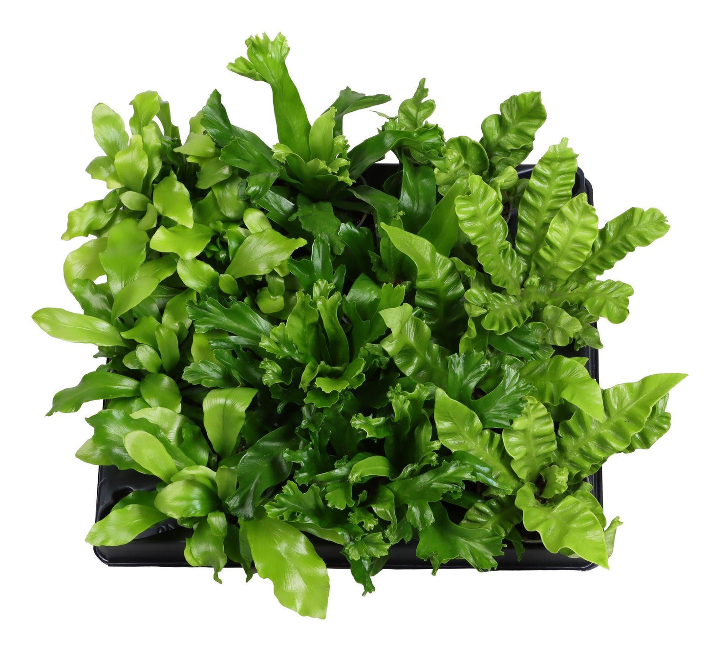 Asplenium mix 13cm 6cm Pot