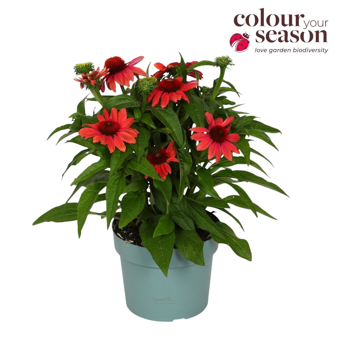 Echinacea Mooodz Sympathy 45cm 19cm Pot