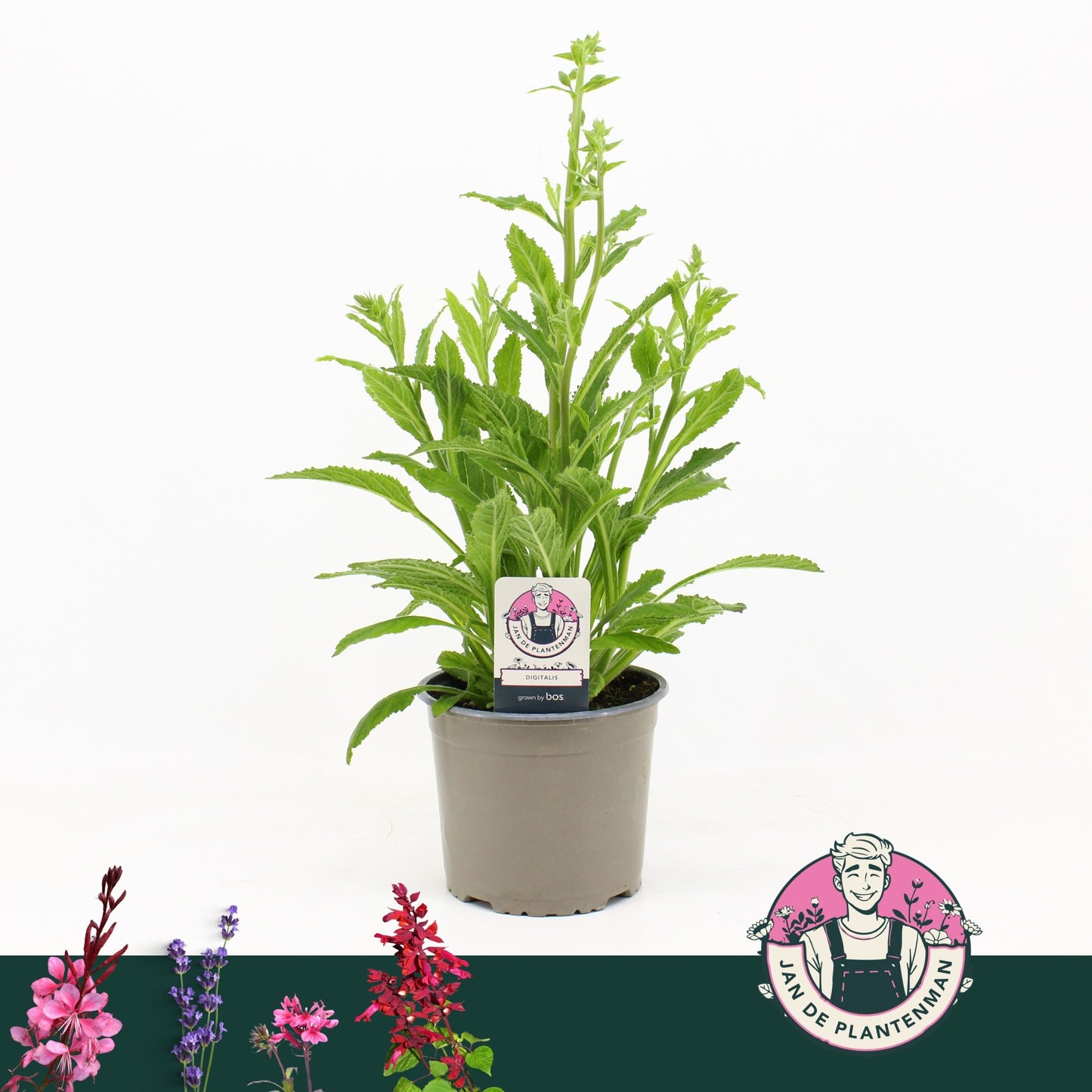 Digitalis pur. Hanabee White 50cm 17cm Pot