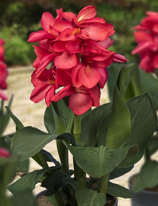 Canna mix 20cm 18cm Pot