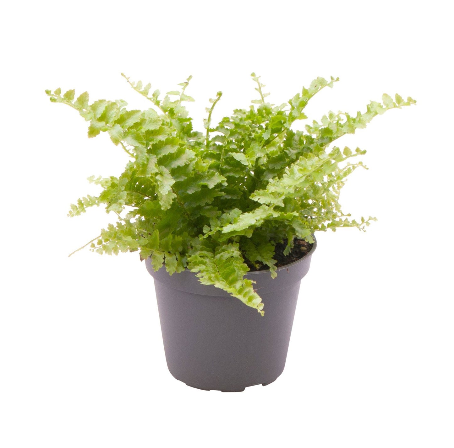 Nephrolepis Fluffy Ruffle 6cm Pot
