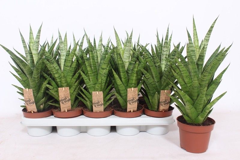 Sansevieria Tough Lady 40cm 12cm Pot