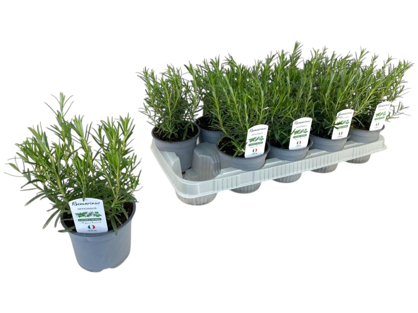 Rosmarinus officinalis (Rosemary) 30cm 12cm Pot