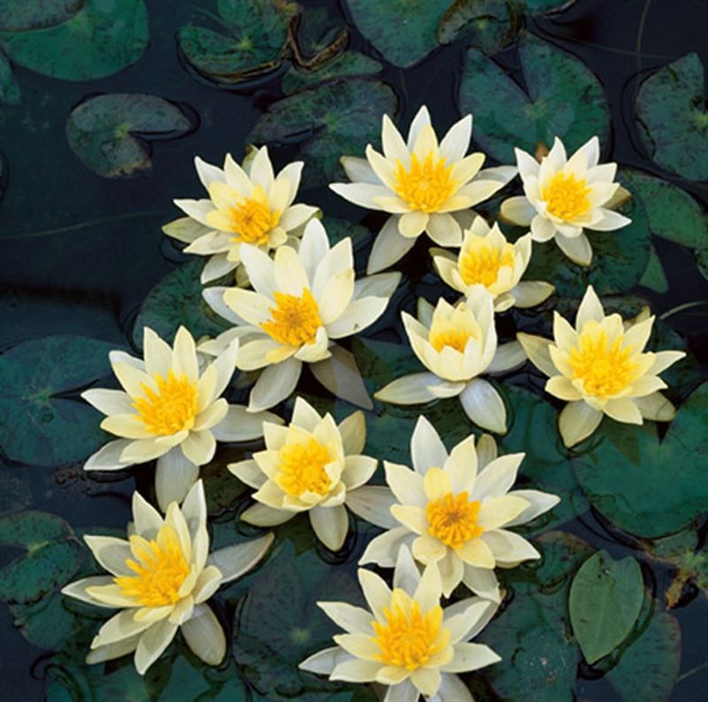 Nymphaea Pygmaea Helvola 30cm 11cm Pot
