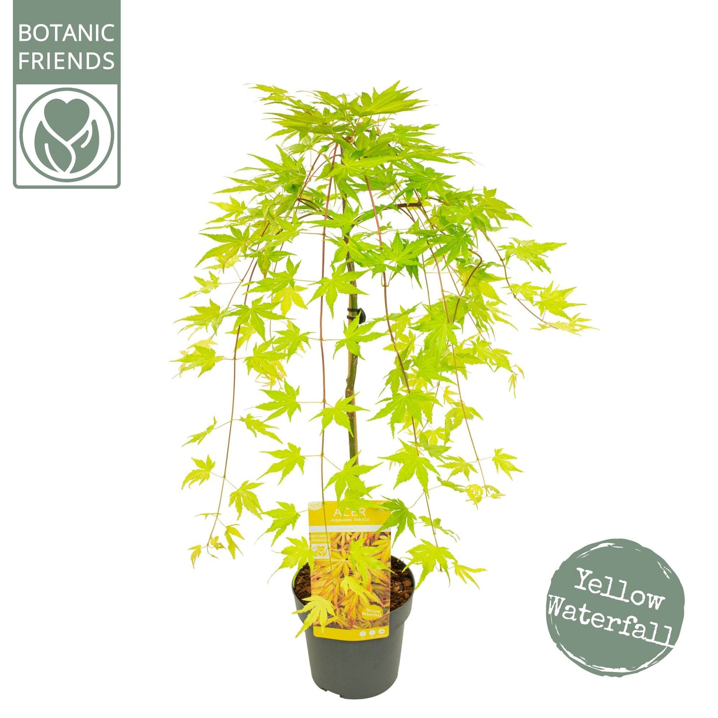 Acer Cascade Gold 80cm 19cm Pot