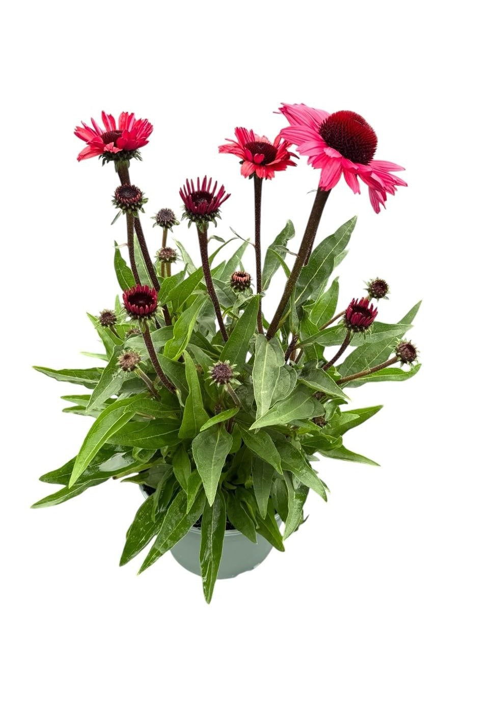 Echinacea purpurea 45cm 19cm Pot