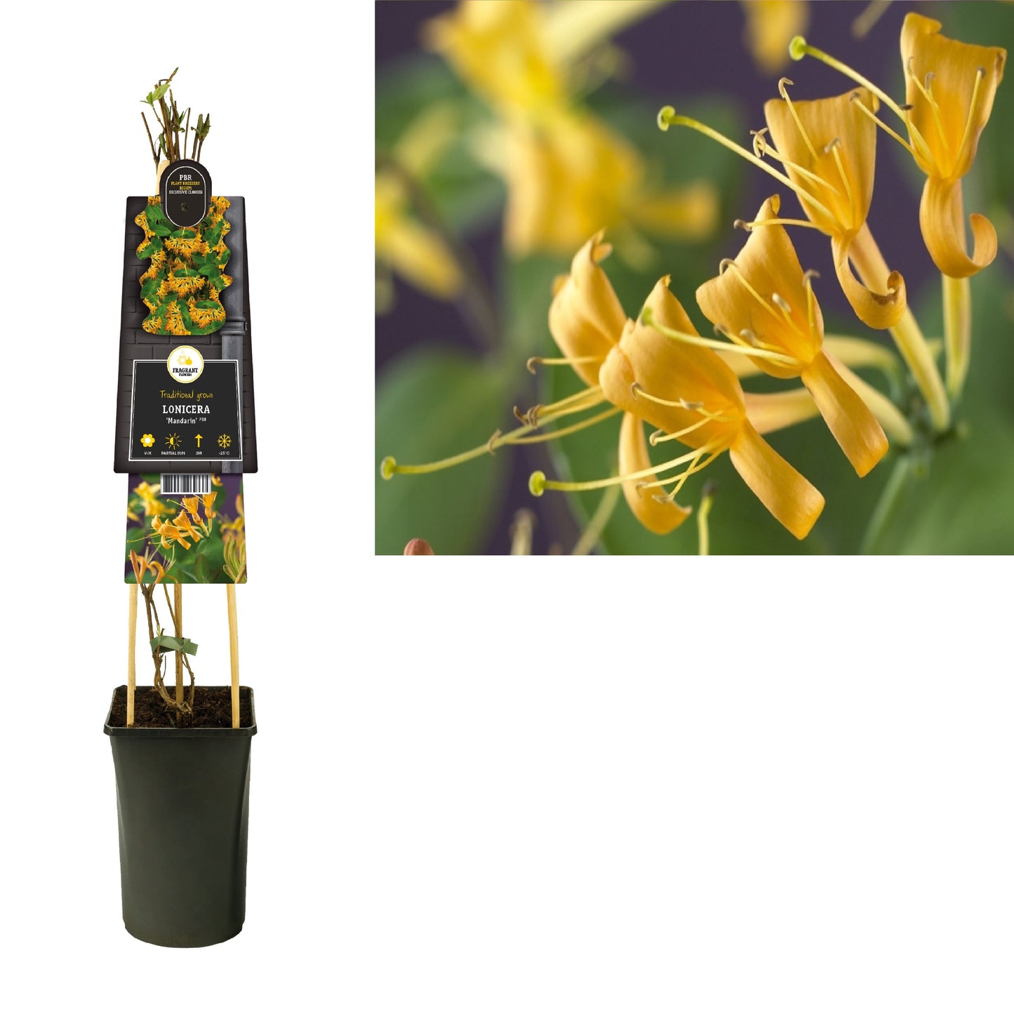 Lonicera Mandarin 75cm 17cm Pot