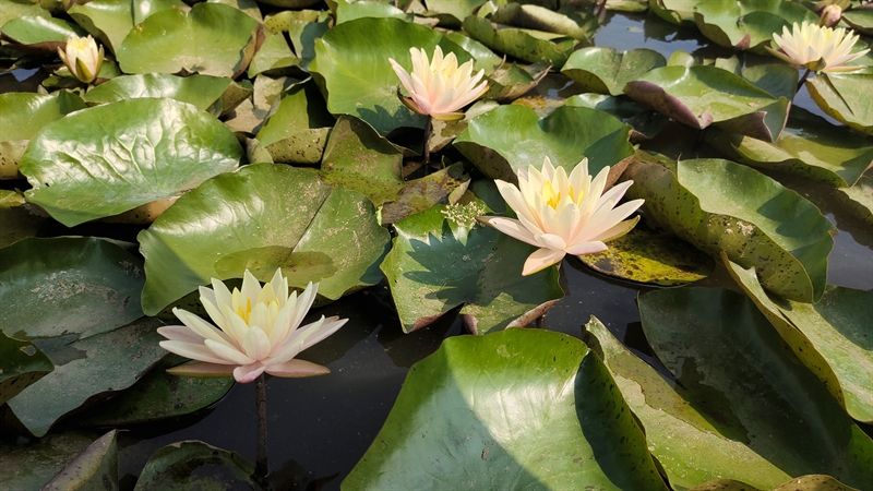 Nymphaea Clyde Ilkins 30cm 18cm Pot