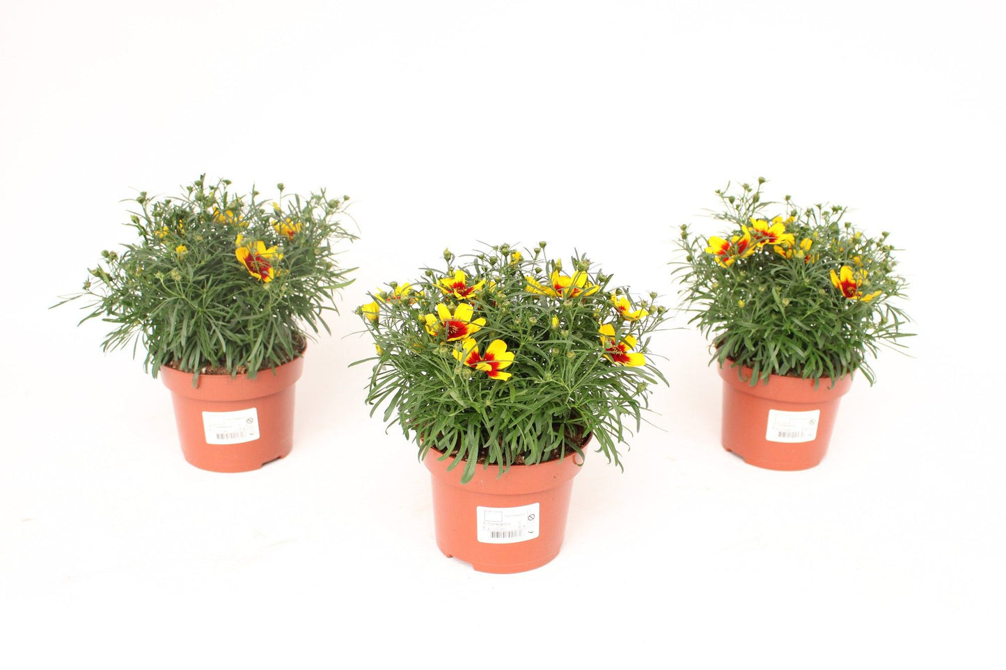 Coreopsis vert. Corleone Red & Gold 20cm 13cm Pot