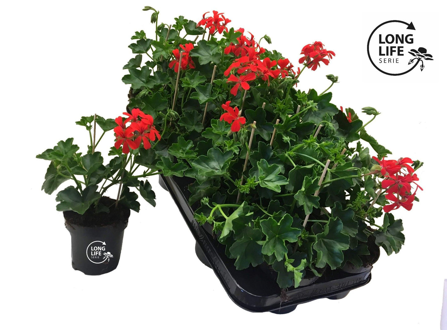 Pelargonium pelt. balkon red 25cm 510cm Pot