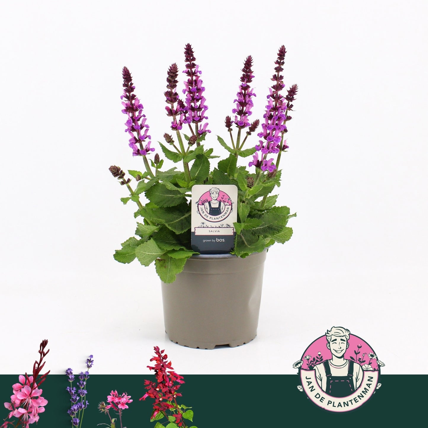 Salvia nem. Sensation Deep Rose 35cm 17cm Pot