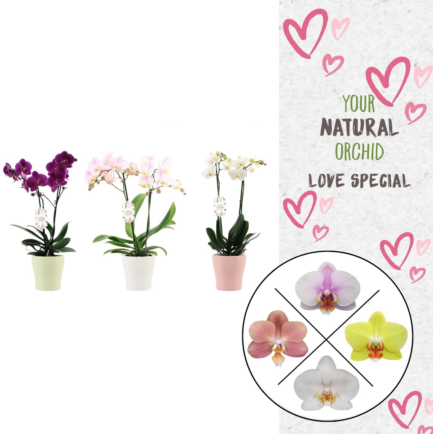 Phal. Flower Symphony mix (+ drp.Anna) 45cm 12cm Pot