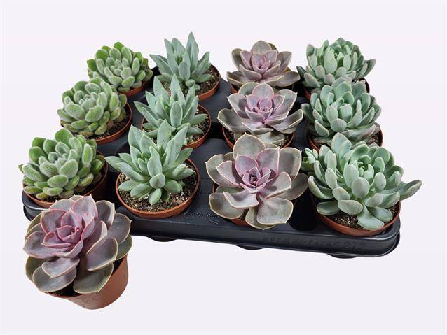 Echeveria mix 10cm 8.5cm Pot