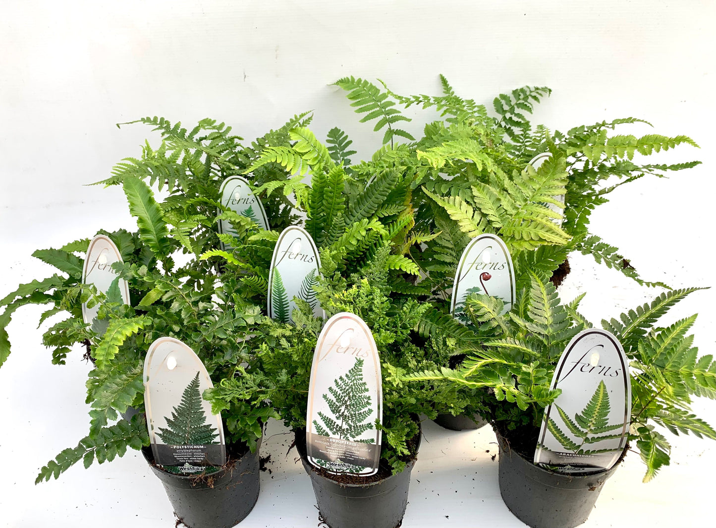 Ferns outdoor mix 15cm 11cm Pot