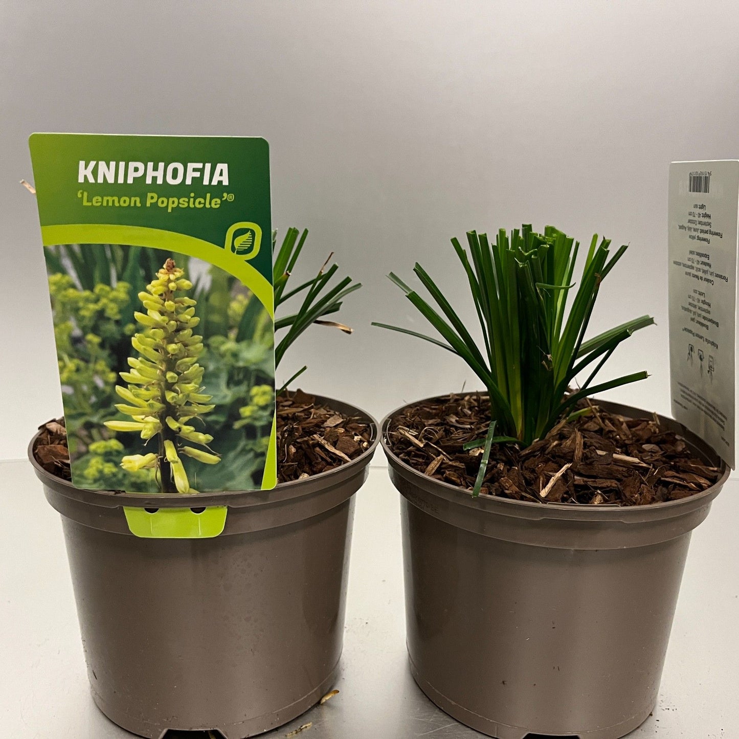 Kniphofia Lemon Popsicle 20cm 17cm Pot