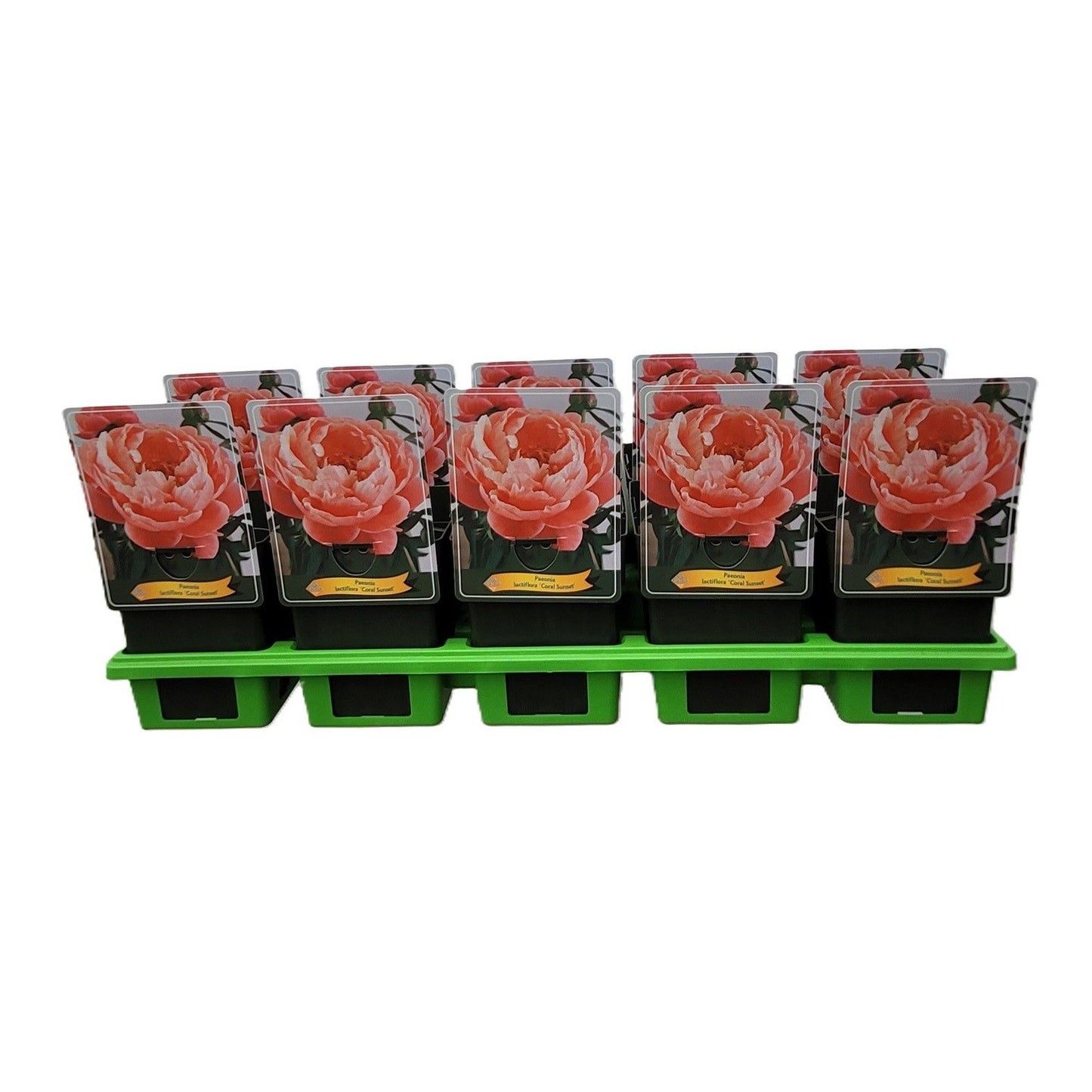 Paeonia Coral Sunset 25cm 11cm Pot