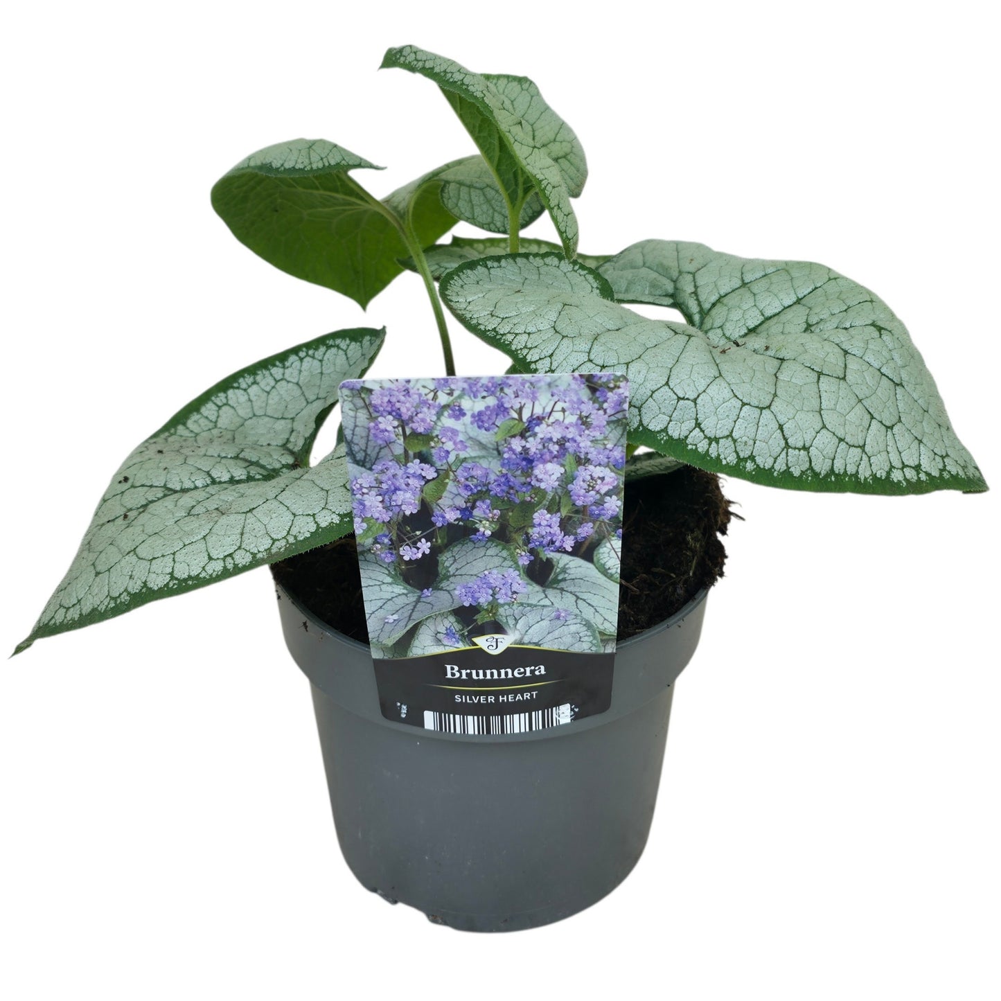 Brunnera macr. Silver Heart 40cm 17cm Pot