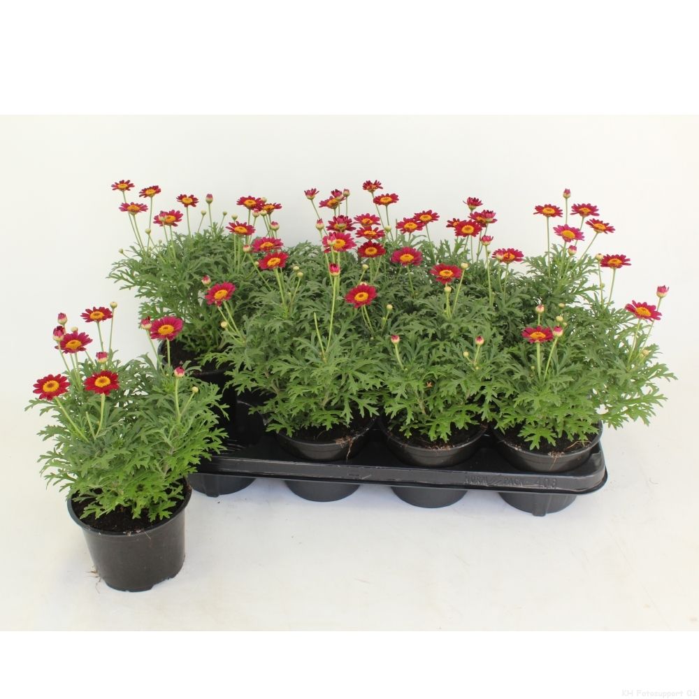 Argyranthemum La Rita Purple Red 25cm 12cm Pot