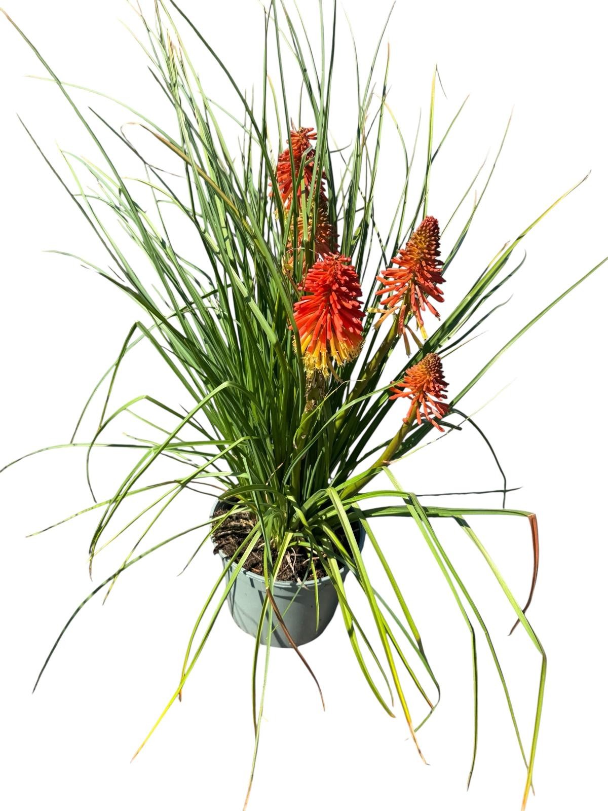 Kniphofia 60cm 19cm Pot