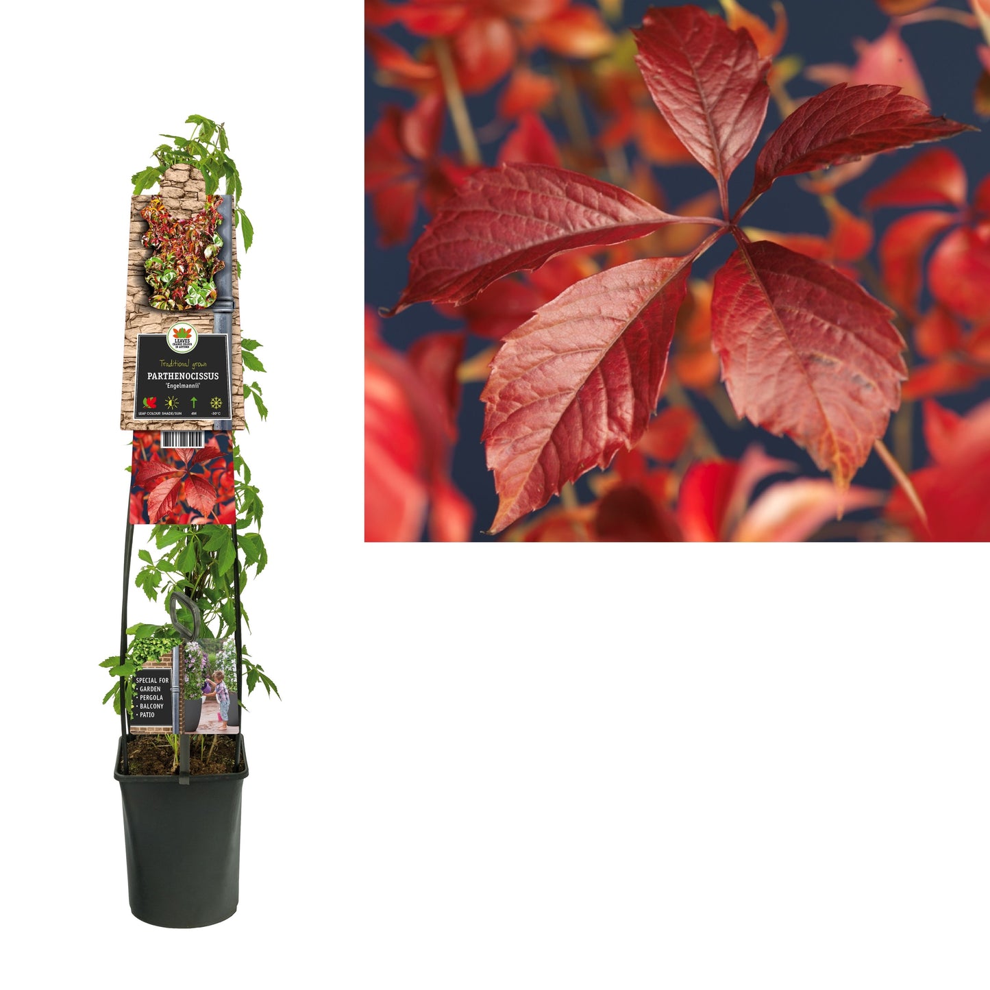 Parthenocissus engelmannii 115cm 23cm Pot