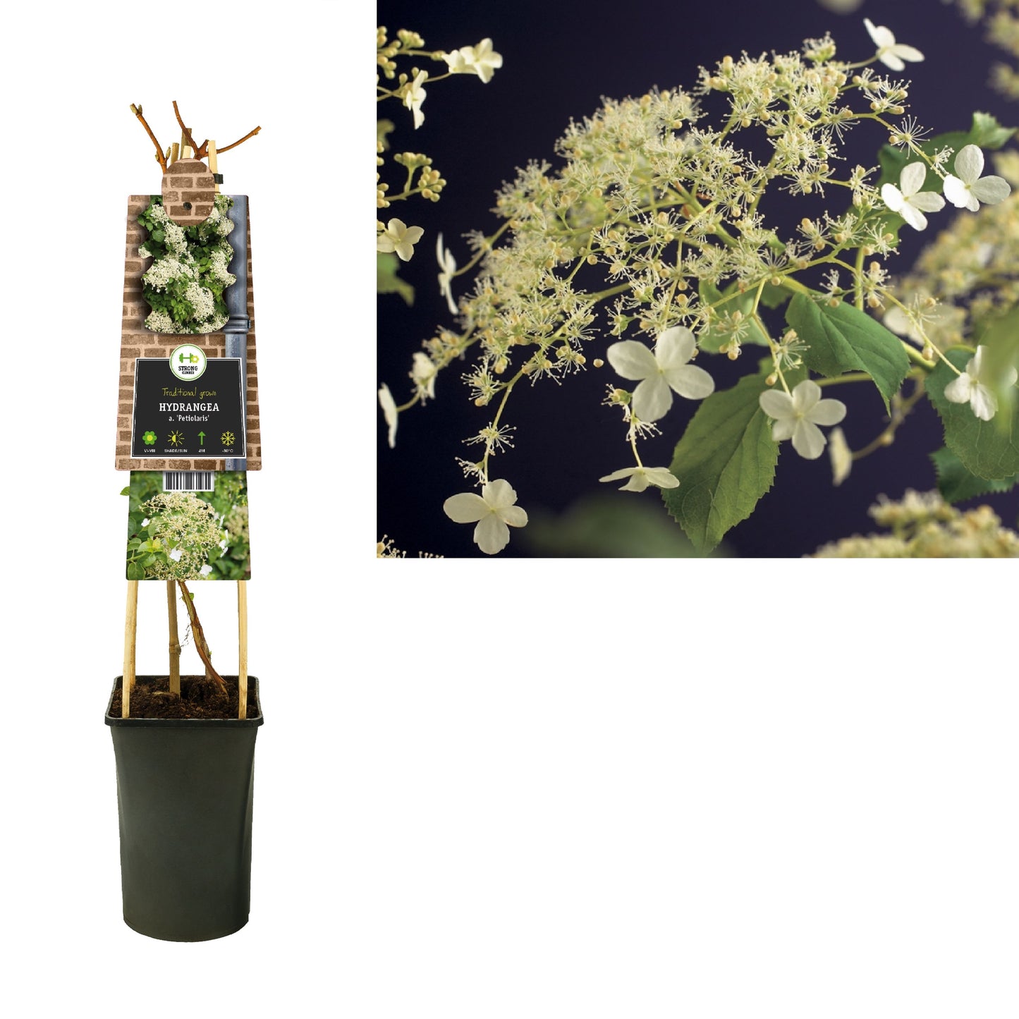 Hydrangea petiolaris 75cm 17cm Pot
