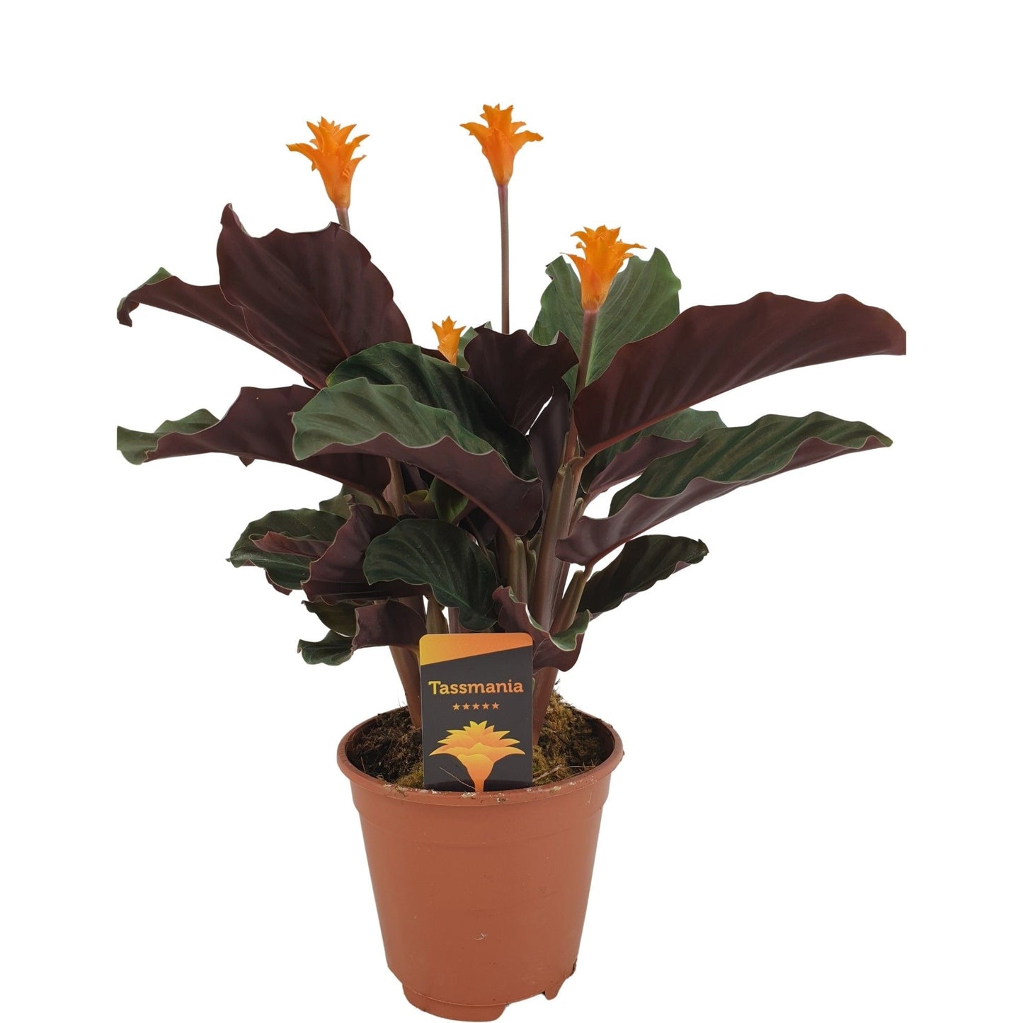 Calathea Tassmania 40cm 14cm Pot