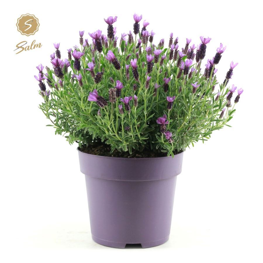 Lavandula st. Anouk Pink 45cm 24cm Pot